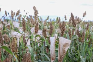 AWARD at the 2024 Africa Food Systems Summit